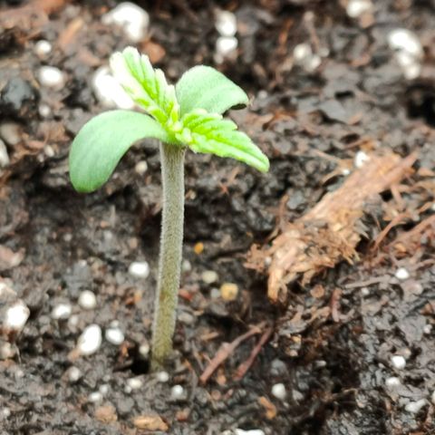 Orange Bud auto growlog timeline photo