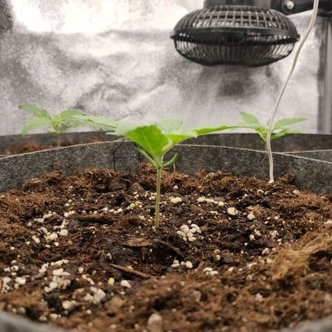 Orange Bud auto growlog photo: Kw1 fertig 