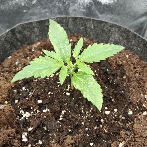 Orange Bud auto growlog photo: Kw1 fertig 