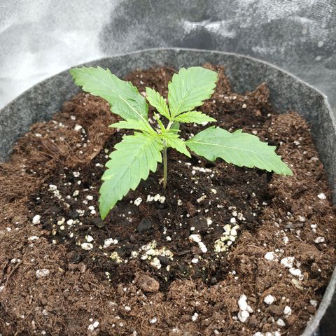 Orange Bud auto growlog photo: Kw1 fertig 