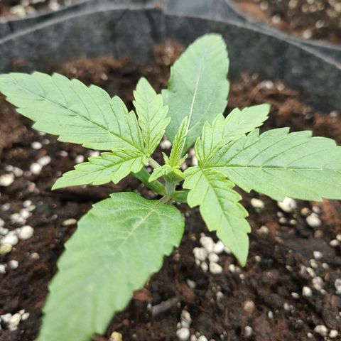 Orange Bud auto growlog photo: Kw1 fertig 