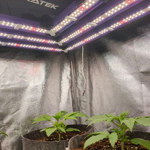 Orange Bud auto growlog photo: 25,0 c 