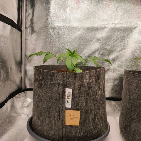 Orange Bud auto growlog photo: 25,0 c 
