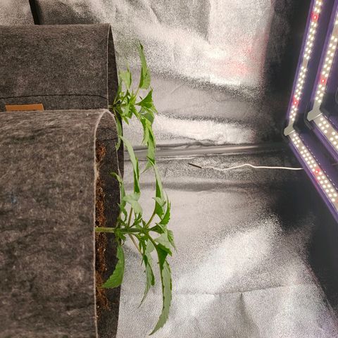 Orange Bud auto growlog photo: 25,0 c 