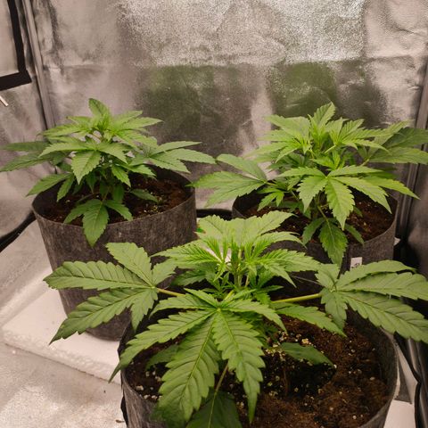 Orange Bud auto growlog timeline photo