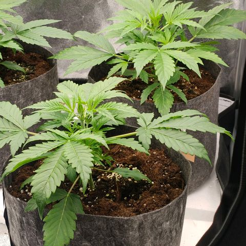Orange Bud auto growlog timeline photo