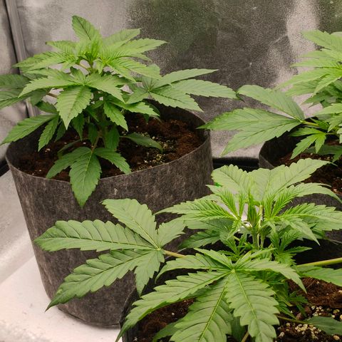 Orange Bud auto growlog timeline photo