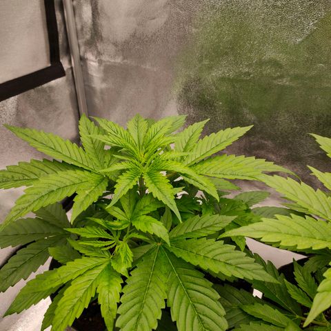 Orange Bud auto growlog photo: 70 %rlf