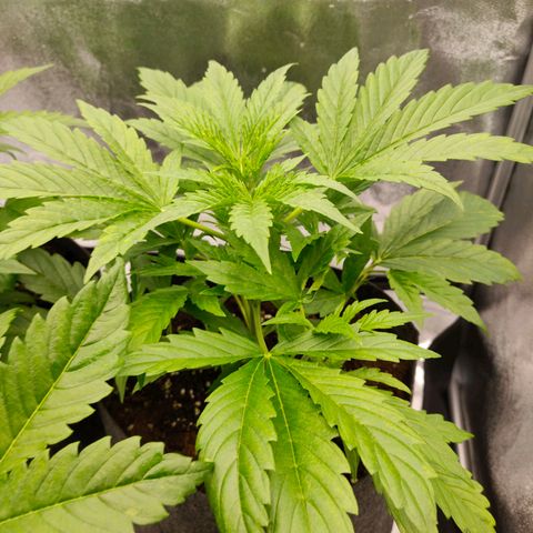 Orange Bud auto growlog photo: 70 %rlf