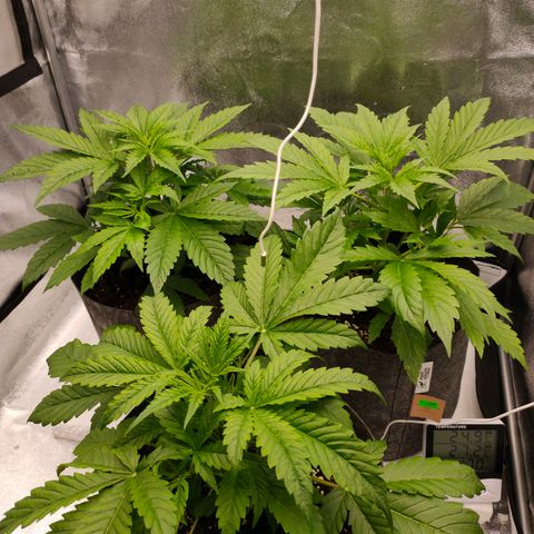 Orange Bud auto growlog photo: 70 %rlf