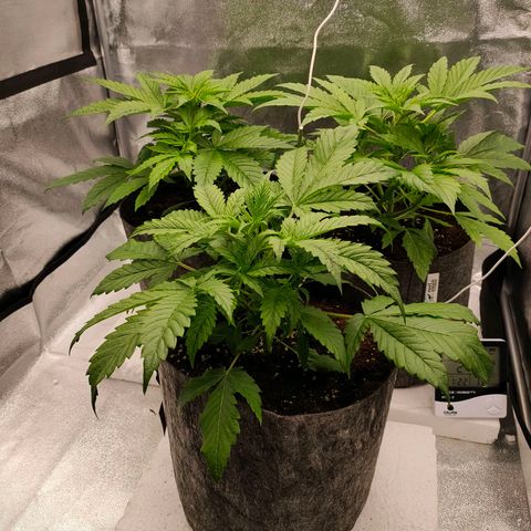 Orange Bud auto growlog photo: 70 %rlf