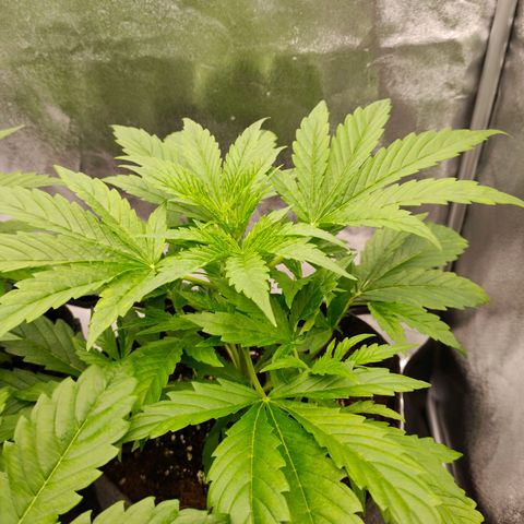 Orange Bud auto growlog photo: 70 %rlf