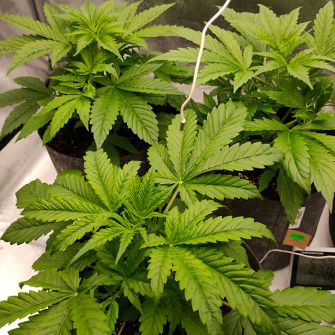 Orange Bud auto growlog photo: 70 %rlf