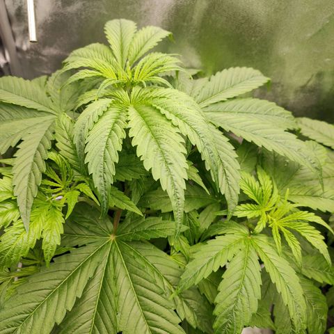 Orange Bud auto growlog timeline photo