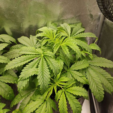 Orange Bud auto growlog timeline photo