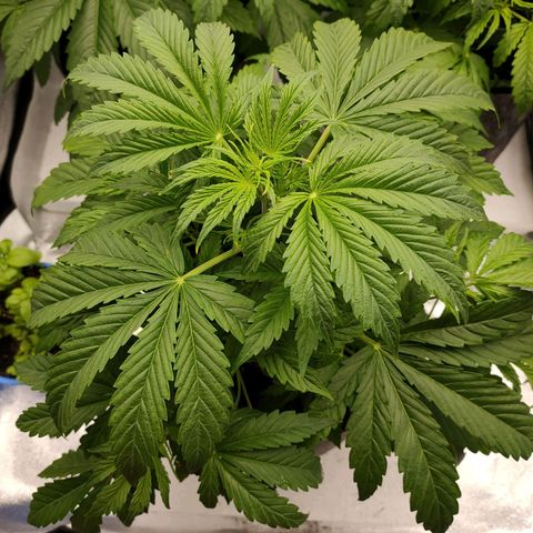 Orange Bud auto growlog timeline photo