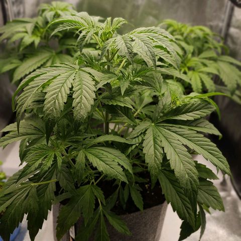 Orange Bud auto growlog timeline photo