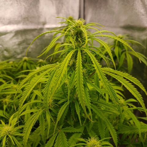 Orange Bud auto growlog timeline photo