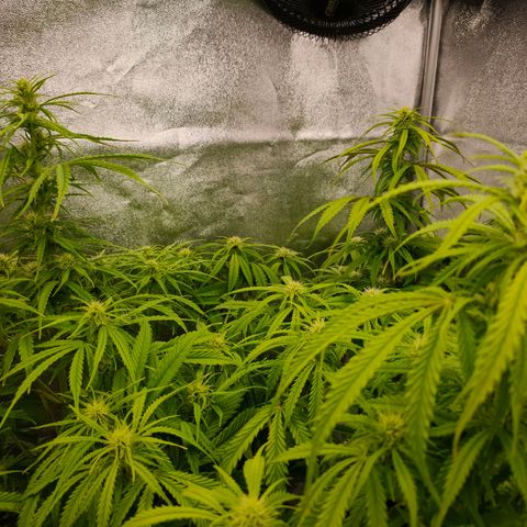 Orange Bud auto growlog timeline photo