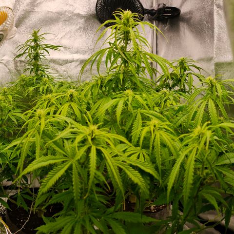 Orange Bud auto growlog timeline photo