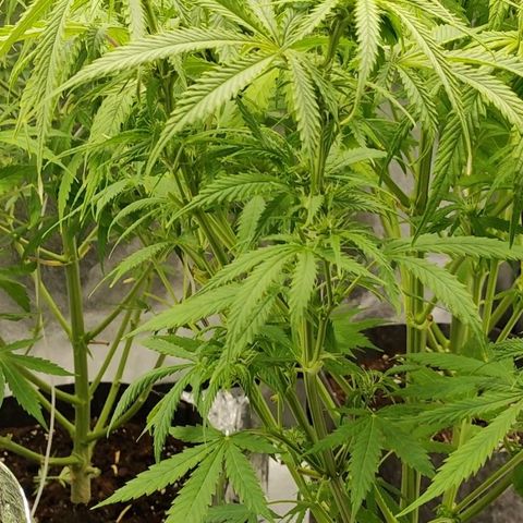Orange Bud auto growlog timeline photo