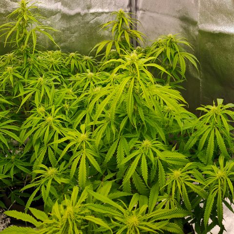 Orange Bud auto growlog timeline photo