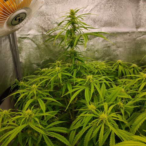 Orange Bud auto growlog timeline photo