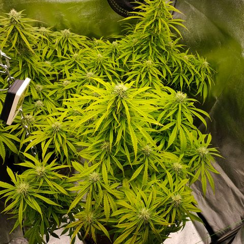Orange Bud auto growlog timeline photo