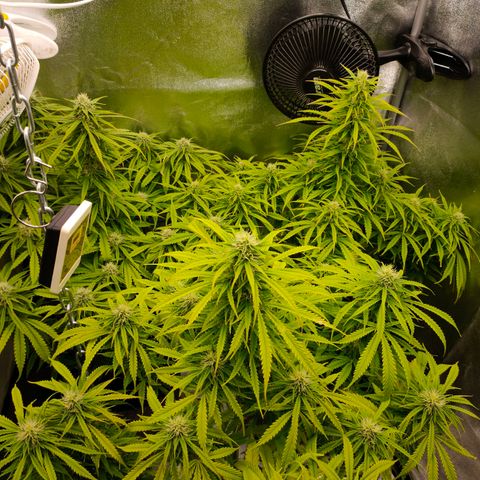 Orange Bud auto growlog timeline photo