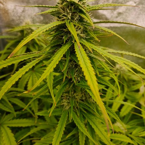 Orange Bud auto growlog timeline photo