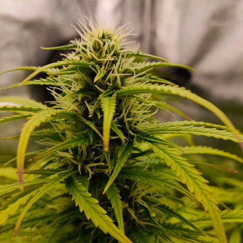 Orange Bud auto growlog timeline photo