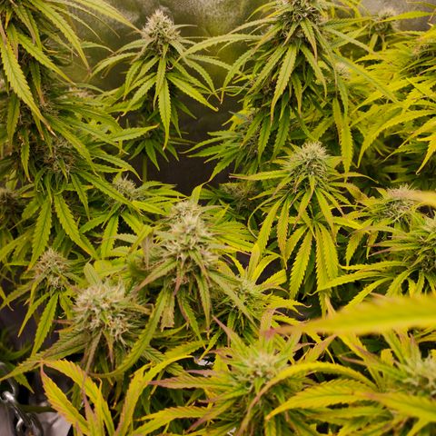 Orange Bud auto growlog timeline photo
