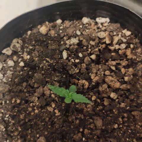 Magnum auto 1 (dalsim) growlog timeline photo