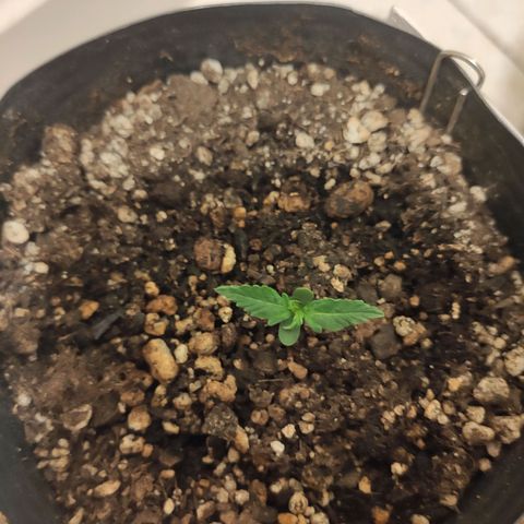 Magnum auto 1 (dalsim) growlog timeline photo