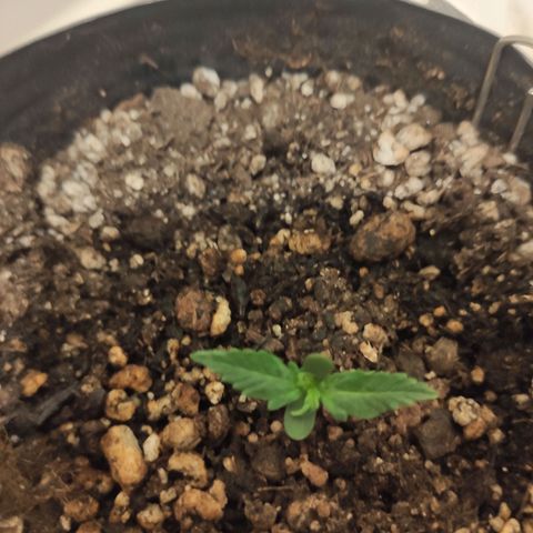 Magnum auto 1 (dalsim) growlog timeline photo