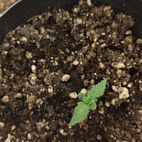 Magnum auto 1 (dalsim) growlog timeline photo