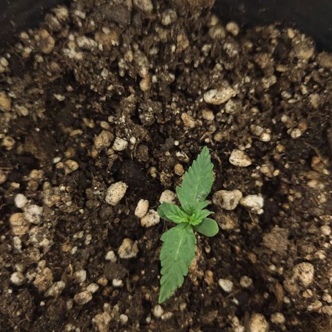 Magnum auto 1 (dalsim) growlog timeline photo