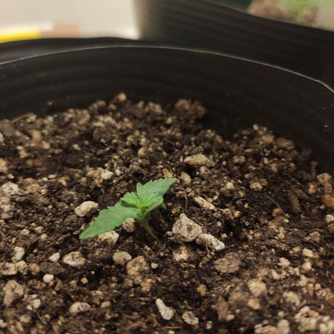 Magnum auto 1 (dalsim) growlog timeline photo