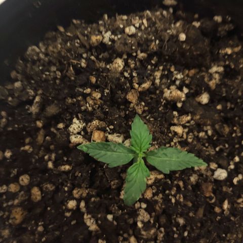 Magnum auto 1 (dalsim) growlog timeline photo