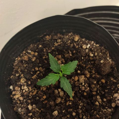 Magnum auto 1 (dalsim) growlog timeline photo