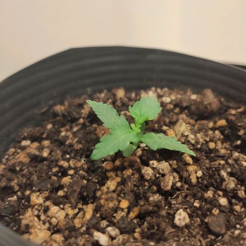 Magnum auto 1 (dalsim) growlog timeline photo