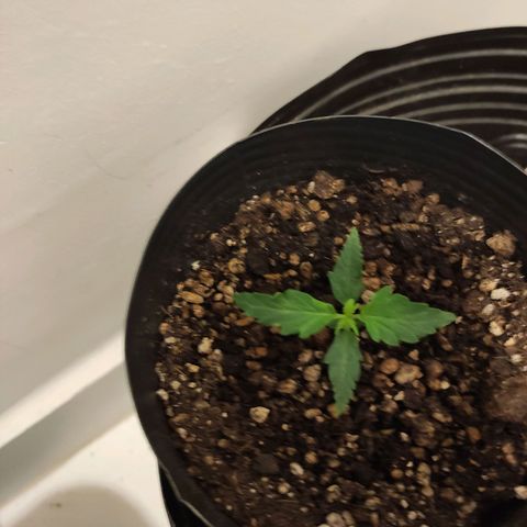 Magnum auto 1 (dalsim) growlog timeline photo