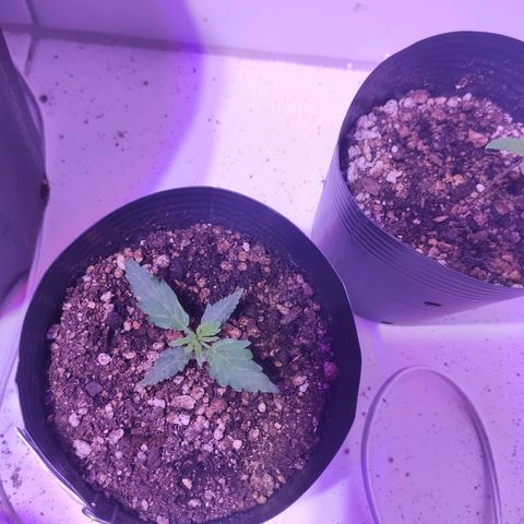 Magnum auto 1 (dalsim) growlog timeline photo