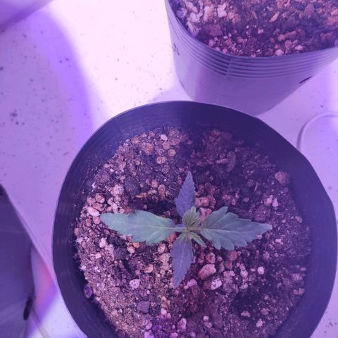 Magnum auto 1 (dalsim) growlog timeline photo