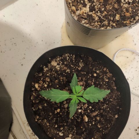 Magnum auto 1 (dalsim) growlog timeline photo