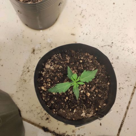 Magnum auto 1 (dalsim) growlog timeline photo
