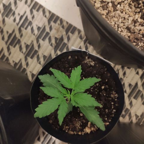 Magnum auto 1 (dalsim) growlog timeline photo