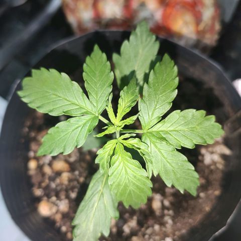 Magnum auto 1 (dalsim) growlog timeline photo