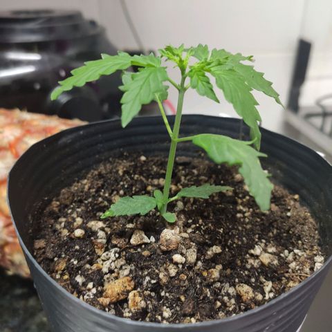 Magnum auto 1 (dalsim) growlog timeline photo