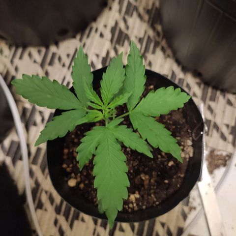 Magnum auto 1 (dalsim) growlog timeline photo